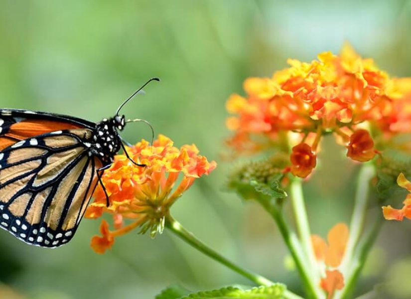 NEXT EVENT - Metamorphosis